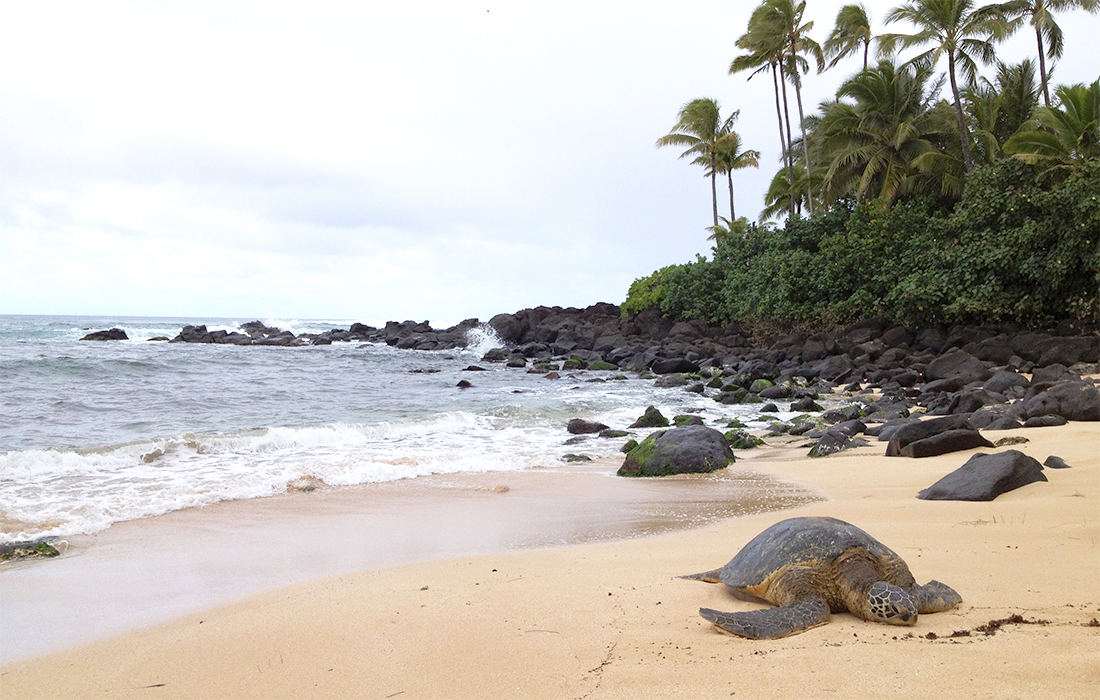 Lanikaea Beach Hawaii – Roadtrip in Oahu, 8 epic stops